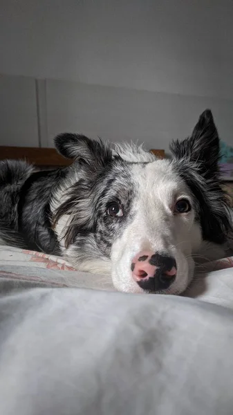 Vertikal Bild Söt Gräns Collie Hund Som Ligger Sängen Och — Stockfoto