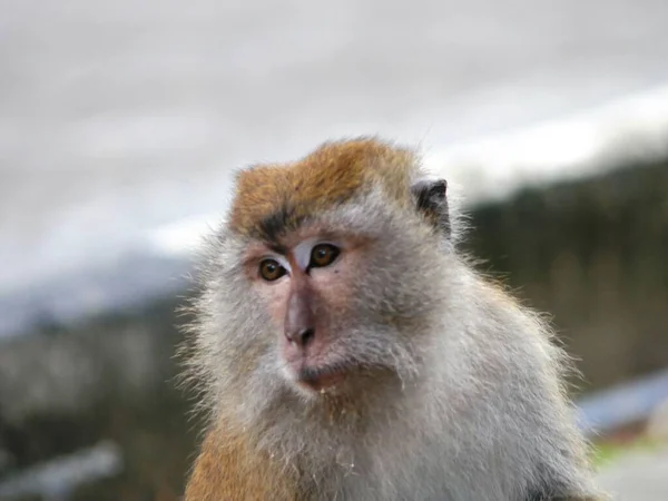 Porträt Eines Makaken Affen Beim Blick Zur Seite — Stockfoto