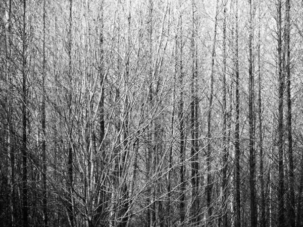 Uma Imagem Tons Cinza Galhos Árvores Floresta — Fotografia de Stock