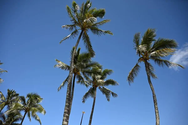Low Angle Palm Trees Blue Sky — Stock Photo, Image