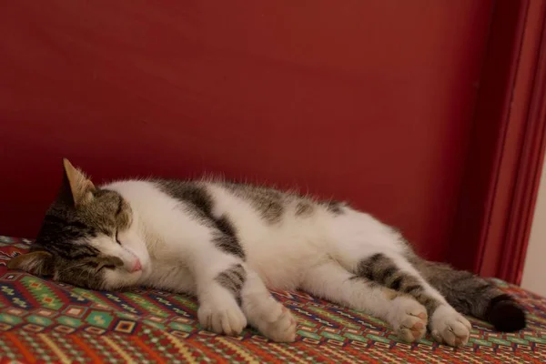 Großaufnahme Einer Katze Die Auf Einem Bett Schläft — Stockfoto