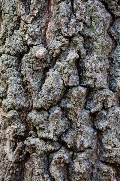 Een Verticaal Shot Van Een Oude Verweerde Berkenboom Stam Textuur — Stockfoto