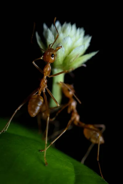 Closeup Shot Weaver Ants — Stock Photo, Image