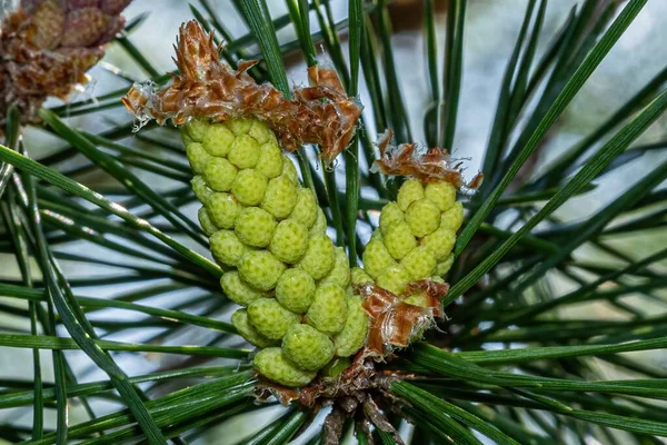 Detailní Záběr Rostoucí Zelené Kužely Stromu Pinus Sylvestris Rozmazaném Pozadí — Stock fotografie