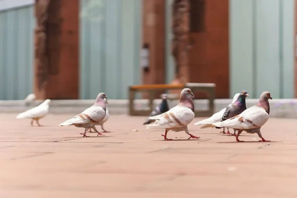 Bazı Güvercinler Birlikte Yürüyorlar — Stok fotoğraf