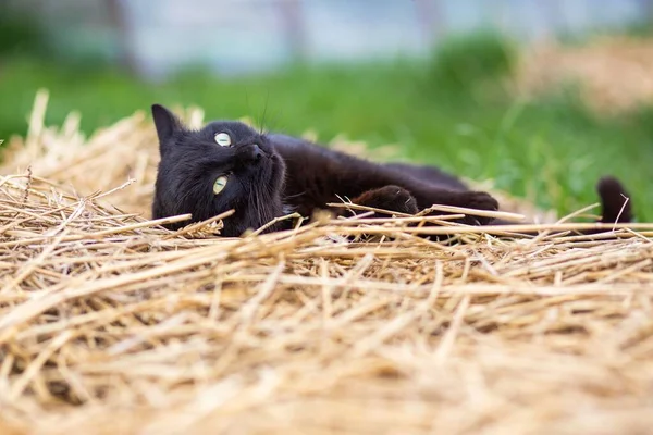 牧場の干し草の上の黒い家の猫の選択 — ストック写真