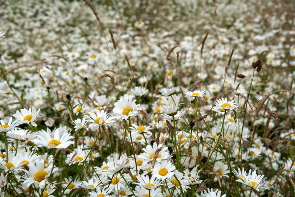 Abbondanza Margherite Occhioni Mescolate Con Erbe Autoctone Prato Fiori Selvatici — Foto Stock