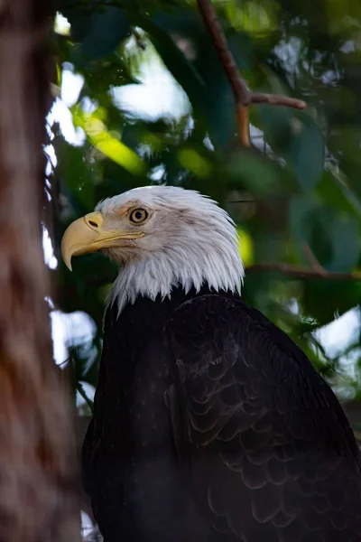 Vertical Closeup Bald Eagle Perched Tree Branch — Stock Photo, Image