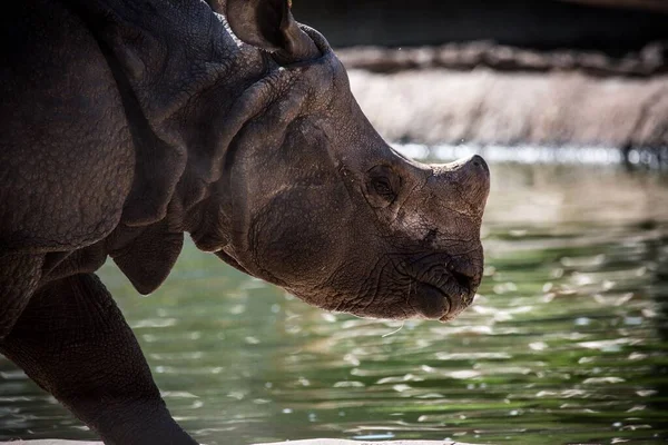 Gros Plan Rhinocéros Indien Buvant Eau Étang — Photo