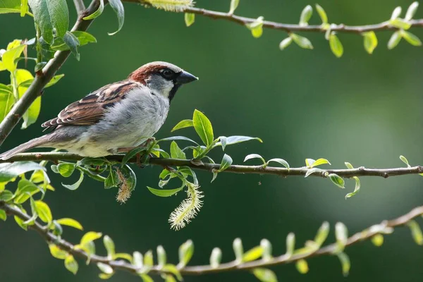 Closeup Fluffy House Sparrow Bird Perched Branch Small Leaves — Stock Photo, Image