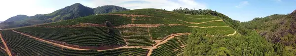 Ein Panoramablick Auf Grüne Weinberge Auf Einem Hügel — Stockfoto