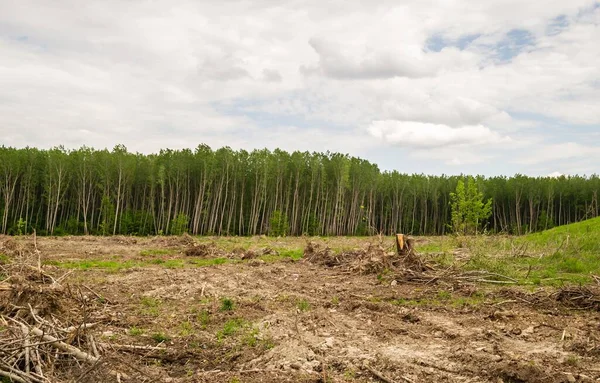 A view of a green land with cut down trees