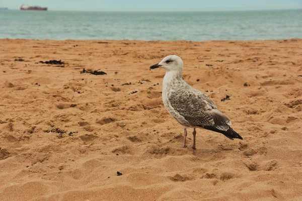 Zbliżenie Mewy Stojącej Piaszczystej Plaży Statkiem Towarowym Tle — Zdjęcie stockowe