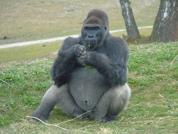 Vue Rapprochée Gorille Assis Sur Herbe Mangeant Plante — Photo