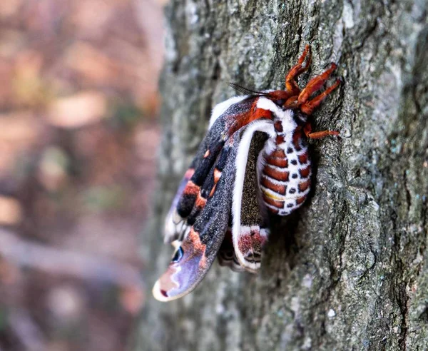 Egy Közeli Kép Cecropia Moth Ról Fakéregen Miután Kijött Gubóból — Stock Fotó