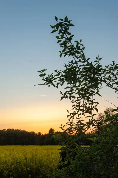 ドイツ北部の日没時の菜の花畑の美しい景色 — ストック写真