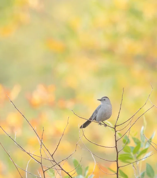 秋の紅葉を背景に枝に灰色の鳥の美しいショット — ストック写真