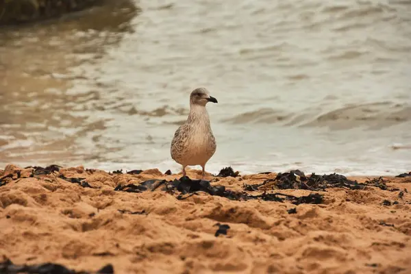 Gros Plan Goéland Debout Sur Sable Sur Côte Mer — Photo