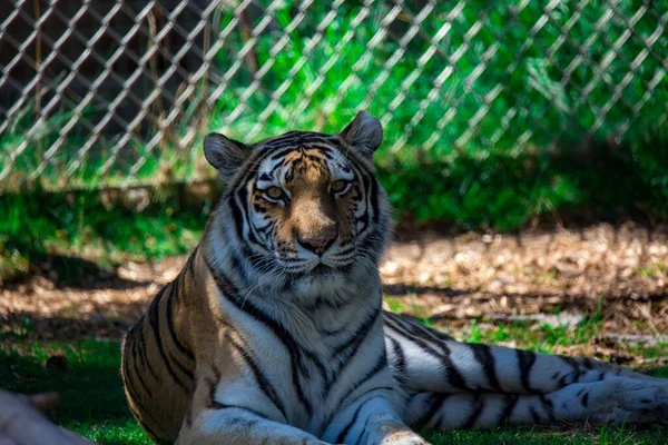 Primer Plano Del Tigre Bengala Descansando Recinto Zoológico —  Fotos de Stock