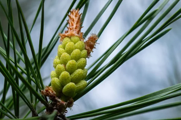 Tiro Foco Seletivo Pinheiro Escocês Pinus Sylvestris — Fotografia de Stock