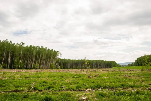A view of a green land with cut down trees