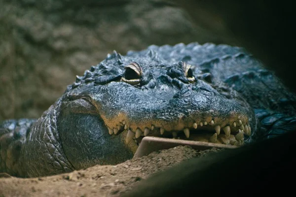 Zbliżenie Amerykańskiego Aligatora — Zdjęcie stockowe