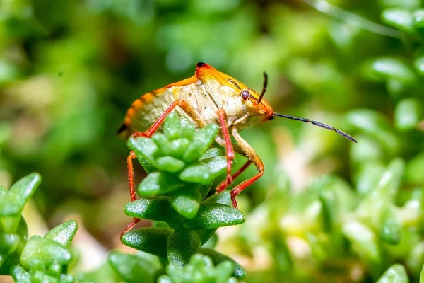 Insecte Couleur Exotique Punaise Bouclier Rouge Carpocoris Mediterraneus Vue Frontale — Photo