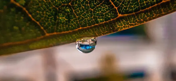 Shallow Focus Shot Waterdrop Leaf — Stock Photo, Image