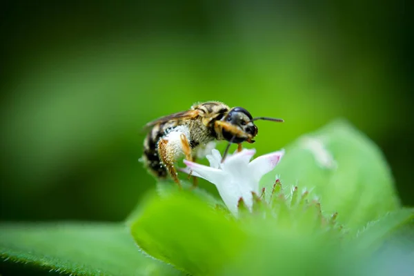 Eine Nahaufnahme Einer Biene Auf Einer Weißen Blume — Stockfoto