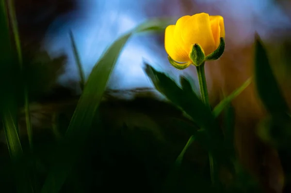 Macro Flores Coloridas Meio Campo Embaçado — Fotografia de Stock