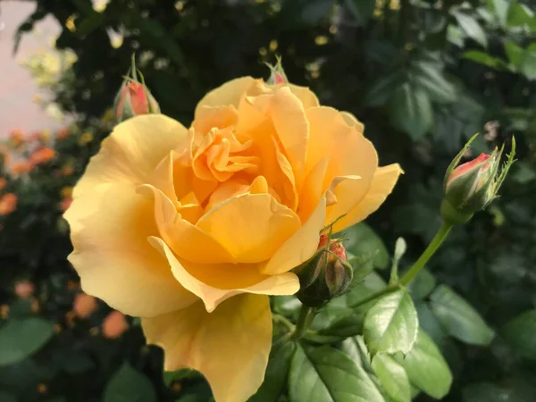 Eine Nahaufnahme Einer Gelben Rosenblume — Stockfoto