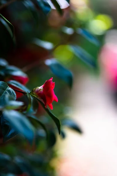 Μια Κατακόρυφη Ρηχή Εστίαση Των Όμορφων Κόκκινων Λουλουδιών Ένα Δέντρο — Φωτογραφία Αρχείου