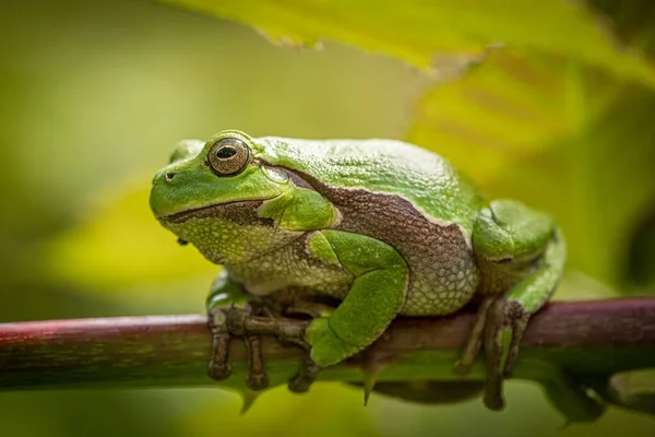 Retrato Cerca Una Rana Arborícola Una Rama Sobre Fondo Borroso —  Fotos de Stock