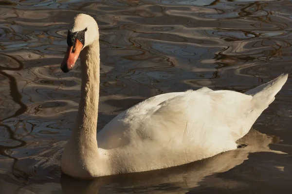 Närbild Bedårande Vit Svan Som Simmar Vattnet — Stockfoto