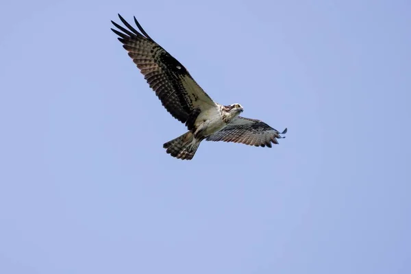 Над Небом Летит Большая Птица Охотница — стоковое фото