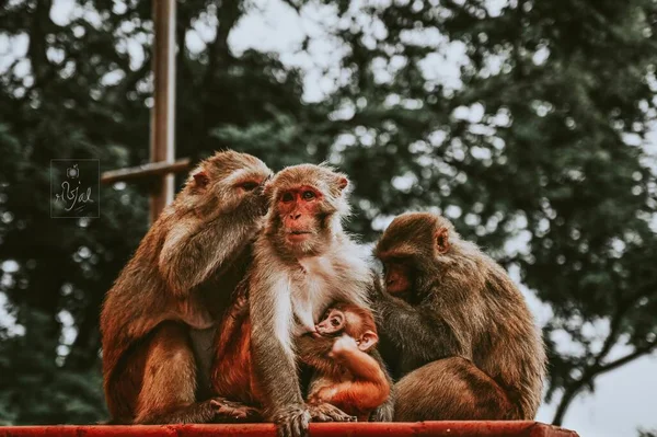 Sejumlah Monyet Coklat Dan Berbulu Duduk Permukaan Kayu Kebun Binatang — Stok Foto