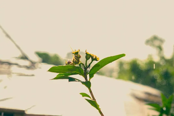 在雨中花蕾绽放的浅浅的聚焦点 背景模糊 — 图库照片