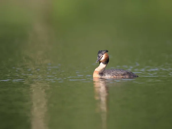 Primer Plano Gran Pájaro Agua Cresta Nadando Lago Parque — Foto de Stock