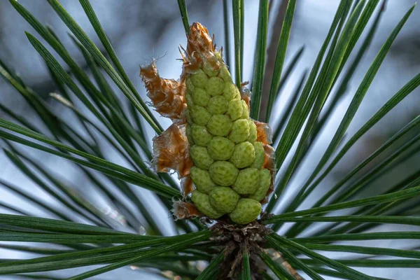 Gros Plan Cône Vert Croissant Pinus Sylvestris Arrière Plan Flou — Photo