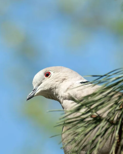 Gros Plan Une Colombe Collier Streptopelia Decaocto Sur Sapin — Photo