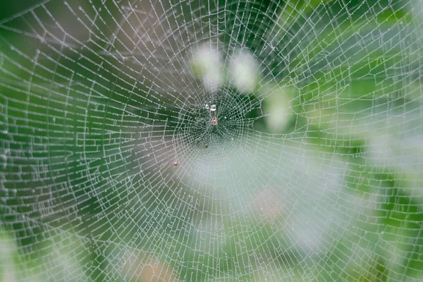Nahaufnahme Eines Weißen Spinnennetzes Einem Wald Vor Verschwommenem Hintergrund — Stockfoto
