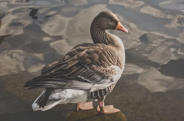 Detailní Záběr Šedé Husy Stojící Vody — Stock fotografie