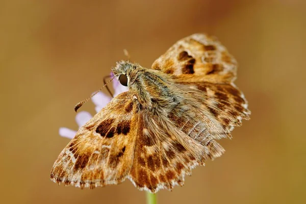 Close Marrom Tufado Marmóreo Capitão Borboleta Carcharodus Flocciferus Sentado Com — Fotografia de Stock