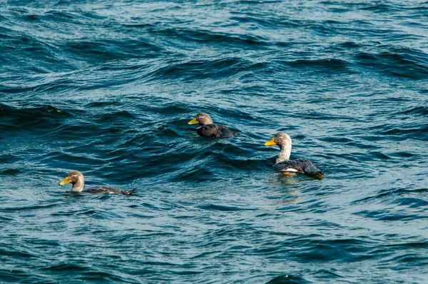 Nahaufnahme Einer Entengruppe Die See Schwimmt — Stockfoto