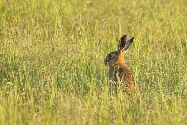 Adorable European Hare Tall Green Grass Field — Stock Photo, Image