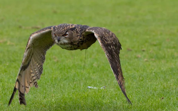 Nahaufnahme Einer Eule Flug Über Das Gras — Stockfoto