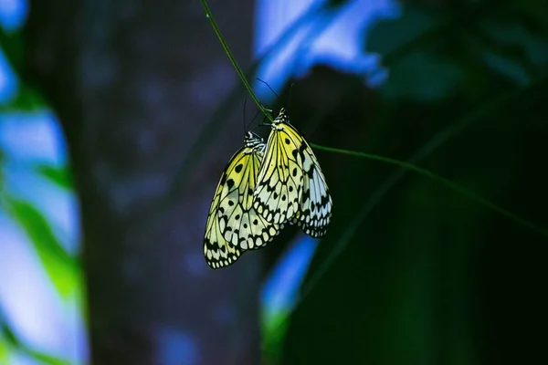 大きな木ニンフ蝶の浅い焦点 アイデアLeucono 小枝に — ストック写真