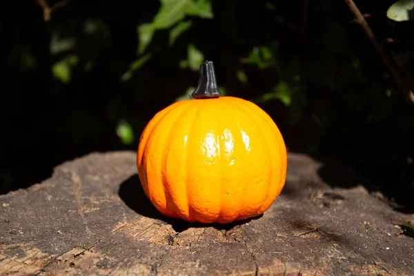 Una Calabaza Naranja Tocón Árbol Con Hiedra Detrás Para Concepto — Foto de Stock