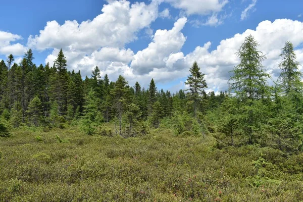 カナダ ケベック州EstrieのParc Ecoforetier Johnvilleの森の美しい風景 — ストック写真