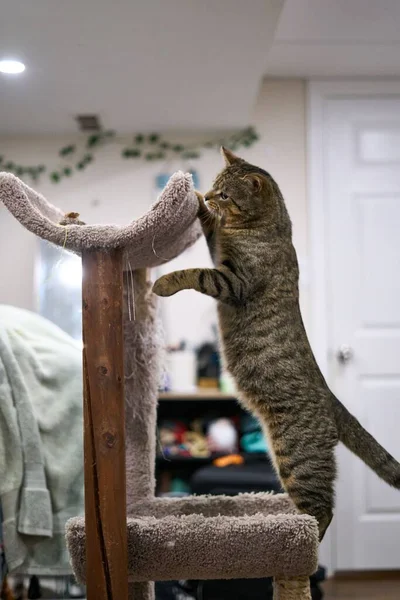 Een Schattige Grijze Tabby Kat Klimmen Een Kattenboom — Stockfoto